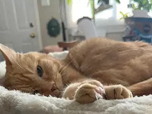 Angus was guessed to be 6, but our vet figured he was closer to 14+