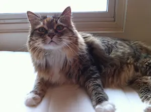 Peanut lived to be 19 years old.