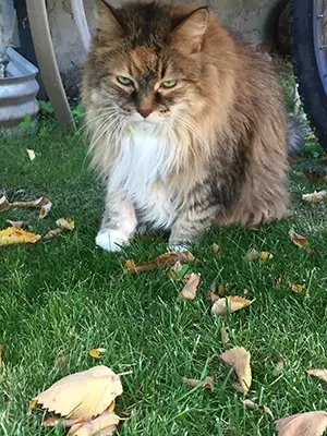 Peanut
