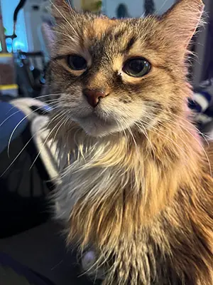 Peanut