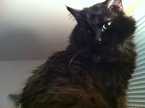 William lived to be 19 years old.